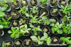 新买的沙漠玫瑰怎么养