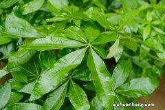 发财树是酸性还是碱性，是室内养还是室外养