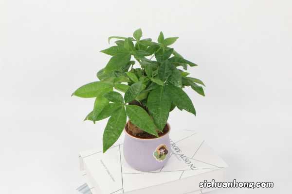 发财树是酸性还是碱性，是室内养还是室外养