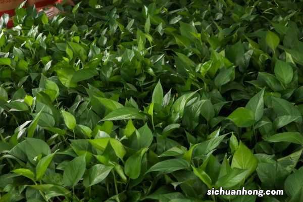 绿萝致癌吗，汁液有毒吗