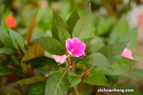 新买的凤仙花怎么养