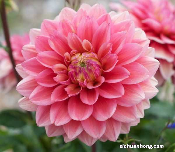 新买的大丽花怎么养