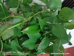 绿萝在有甲醛的地方会长的更好吗，发黄是甲醛超标吗