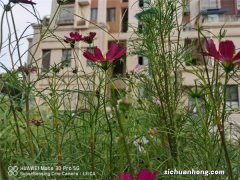 新买的波斯菊怎么养