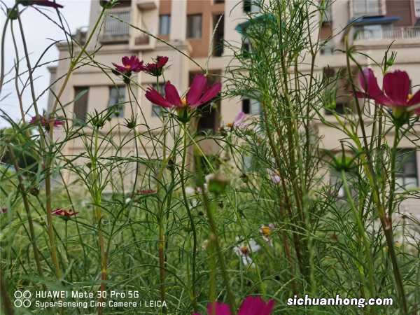 新买的波斯菊怎么养