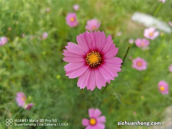 新买的波斯菊怎么养