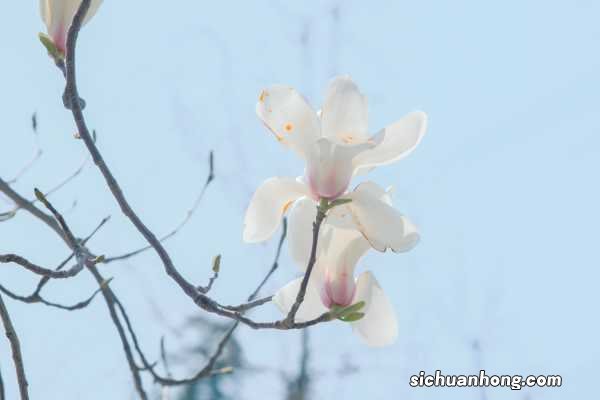 新买的白玉兰怎么养