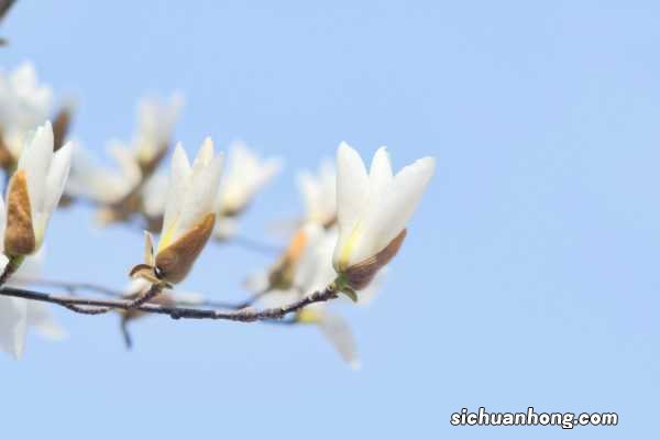 新买的白玉兰怎么养