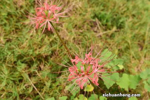 彼岸花喜阴还是喜阳，彼岸花家庭可以养吗