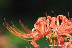 彼岸花喜阴还是喜阳，彼岸花家庭可以养吗