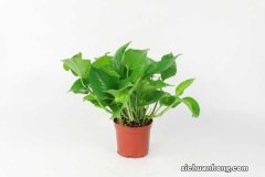 绿萝养在客厅好吗，放在卫生间好不好