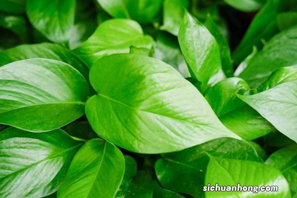 绿萝养在客厅好吗，放在卫生间好不好