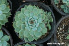 多肉怎么服盆快，没有服盆的表现