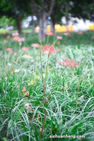 彼岸花有什么寓意,彼岸花开代表什么意思