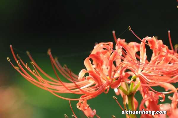 红色彼岸花有没有毒,红色彼岸花珍贵吗