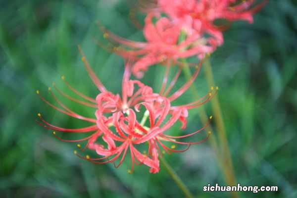 红色彼岸花有没有毒,红色彼岸花珍贵吗