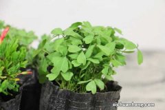 酢浆草的养殖方法和注意事项