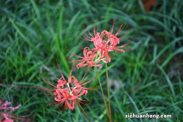 彼岸花有叶子吗，彼岸花的叶子是什么样的
