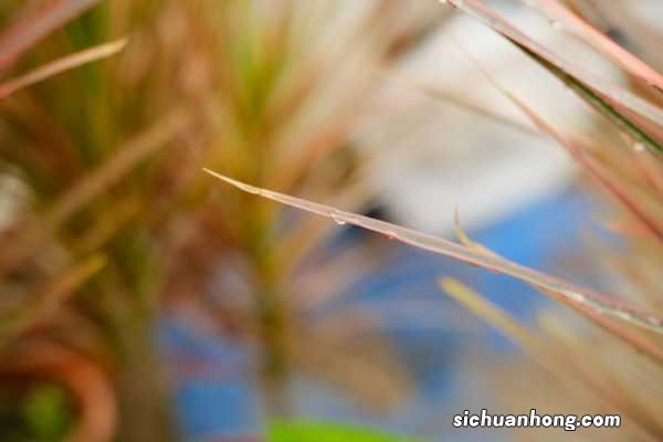 千年木怎么繁殖，怎么修剪