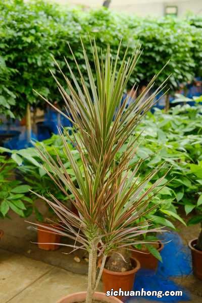 千年木冬天怎么养，掉叶子怎么办