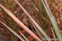 千年木冬天怎么养，掉叶子怎么办