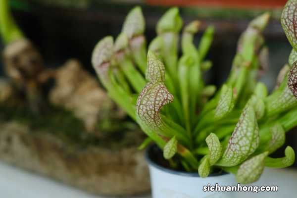 瓶子草怎么浇水，冬天怎么养