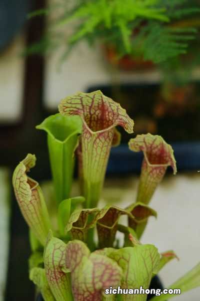 瓶子草怎么浇水，冬天怎么养