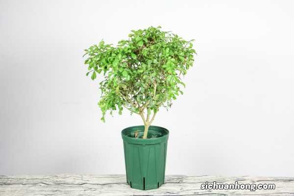 米兰花怎么修剪造型，几月份修剪