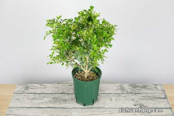 米兰花怎么修剪造型，几月份修剪