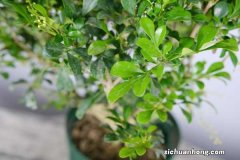 米兰花怎么修剪造型，几月份修剪