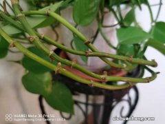 绿萝的作用，可以除甲醛吗