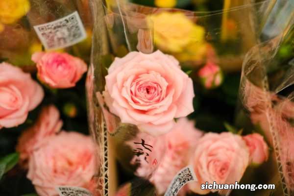 月季花树多少钱一棵，月季花树价格