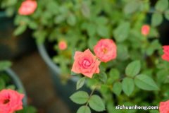 月季花树多少钱一棵，月季花树价格