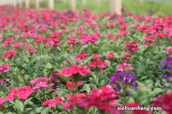 美女樱什么时候播种,怎么播种