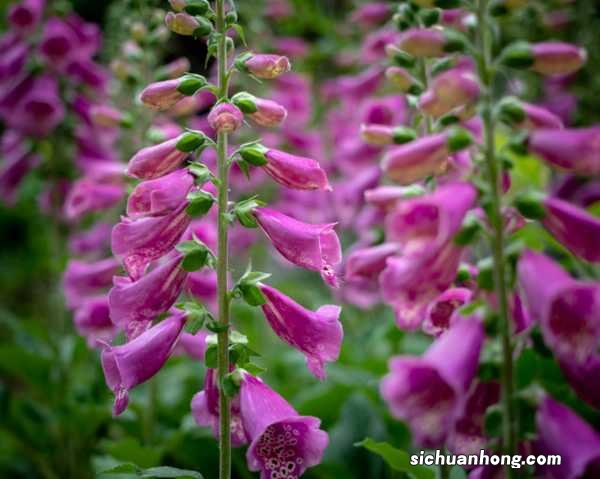 毛地黄怎么种，什么时候种