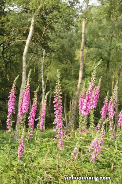 毛地黄怎么种，什么时候种
