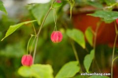 蔓性风铃花如何过冬，会冻死吗