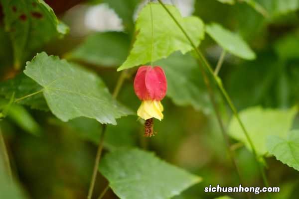 蔓性风铃花如何过冬，会冻死吗