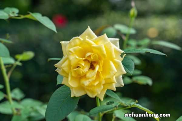 月季花什么时候开，花语是什么