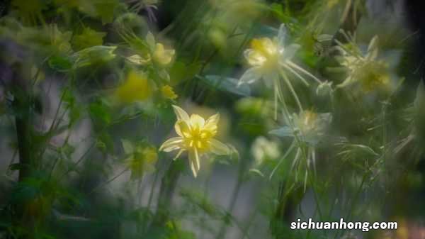 耧斗菜怎么修剪，怎么繁殖