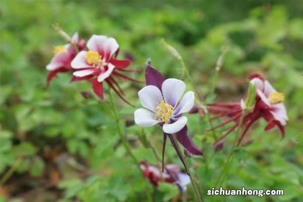 耧斗菜怎么修剪，怎么繁殖