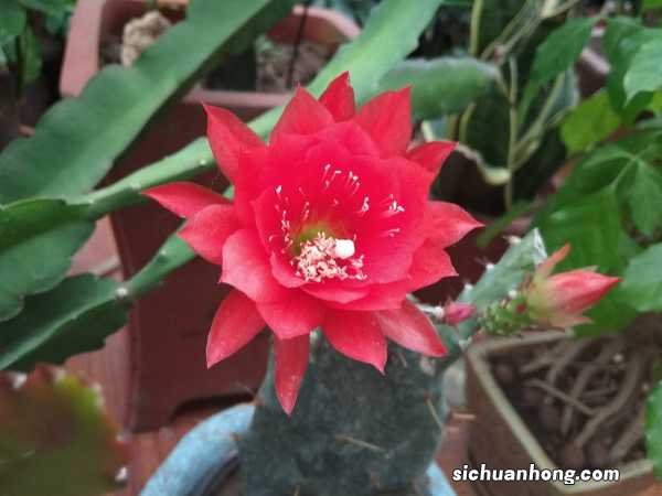 令箭荷花冬天怎么养，冬天可以修剪吗