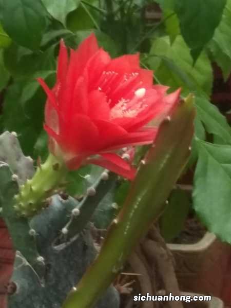 令箭荷花冬天怎么养，冬天可以修剪吗