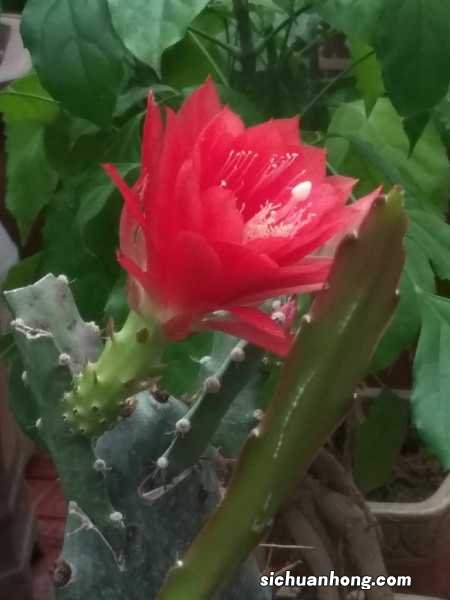 令箭荷花冬天怎么养，冬天可以修剪吗