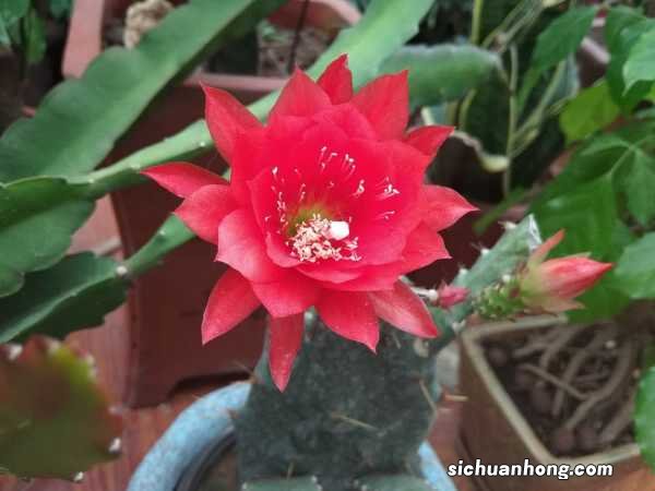 令箭荷花冬天怎么养，冬天可以修剪吗