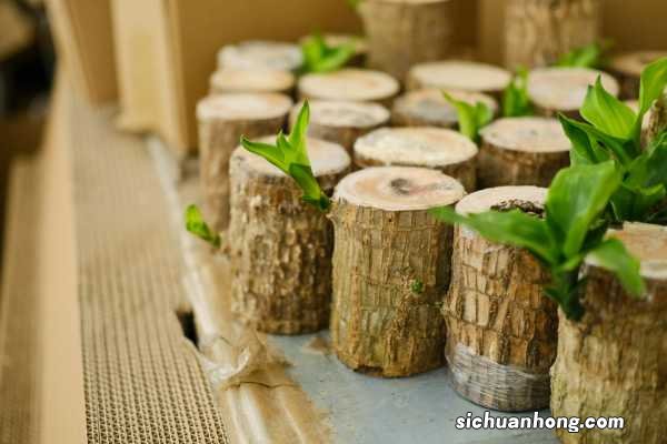 巴西木怎么修剪，打顶后多久发芽