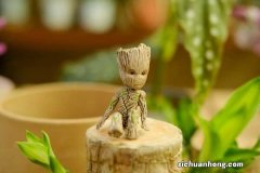 巴西木怎么修剪，打顶后多久发芽