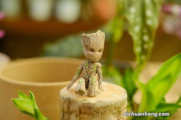 巴西木怎么修剪，打顶后多久发芽