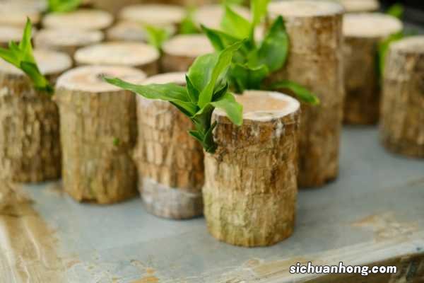 巴西木怎么移植，移植后怎么养