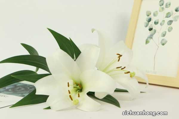 百合有什么功效，百合怎么吃